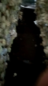 10 Baglog jamur tiram putih | bibit jamur tiram | benih jamur tiram