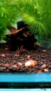 L397 Alenquer Tiger Pleco / Dwarf Pleco Panaqolus sp. Captive breed Collectors pleco Freshwater Aquarium Tank Decorative Fish Algae Eater