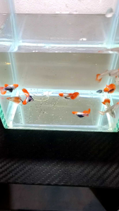 （孔雀鱼）红头大耳 1对 (Guppy) Red head big ears 1 pair