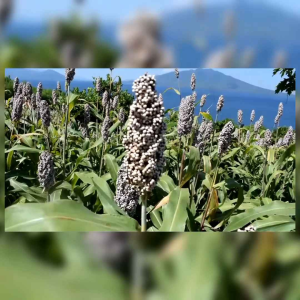 BIJI BENIH TANAMAN SORGUM MERAH BIOGUMA (REPACK)