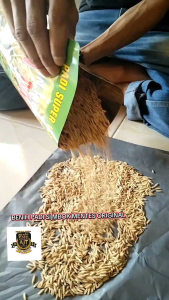 benih padi SIMBOK TERBARU Kemasan 5Kg BIJI PADI DI SORTIR 90% BERKUALITAS