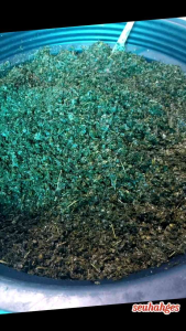 Daun Jeruk Purut Tabur 1 Kg: Aromaterapi, Masakan, Penyedap Rasa, Minuman