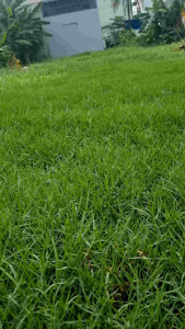 thảm cỏ thật sân golf paspalum 0.5 mét vuông