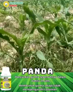 1liter Beli 3 Gratis 1 botol killgras raja  panda herbisida pembasmi gulma