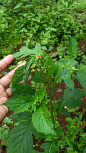 Sintrong Muda Istimewa Daun Segar Bugar 250 Gram Siap Kirim