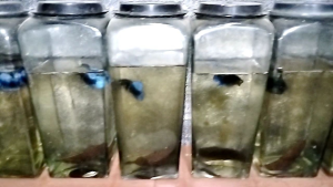 ปลาสายเลือดอินโด K333 - ดูดุดันเนื้อตัวสวย - เทา - คราม - หนังหนา