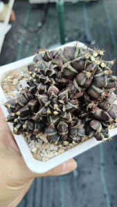 Gymno mihanovichii T-rex cactus cristata 实生恐龙系列仙人球群生