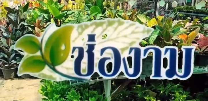 6 อันดับ น้ำส้มควันไม้ ยี่ห้อไหนดี? ปลอดภัยต่อพืช กำจัดแมลงได้อยู่หมัด อัปเดตปี 2026