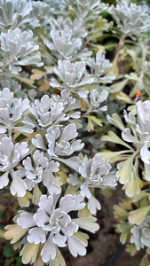 ANG HENG SILVER PUYENG LIVE PLANTS