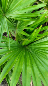 ANAHAW LIVE PLANTS 🌿