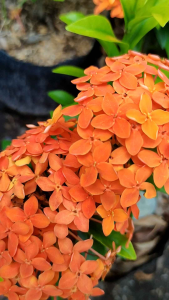 ORANGE SANTAN rare santan live plants