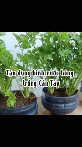 Hạt giống rau cần tây chịu nhiệt (2 gram) - thơm mát giàu dinh dưỡng trồng quanh năm