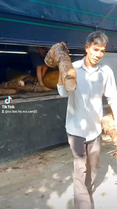 Củ Bạc Hà Núi ( củ lâu năm mọc trên núi Cấm linh thiêng) 10kg trị ung thư