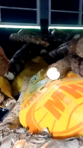 Củ Bạc Hà núi 10kg bao tươi mới (Nói không với củ trồng) mọc ơ núi Cấm Linh thiêng