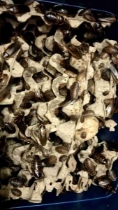 varios size dubia roach dubia roach live dubia for sugar glider lizard gecko