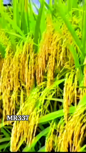 benih padi MR 337 kemasan 1kg kualitas unggul