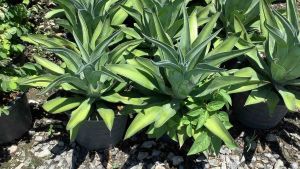 ต้นอกาเว่ อากาเว่ปากนกแก้ว ต้นอากาเว่ อากาเว่ อกาเว่ Agave ขนาดกระถาง 11” ดอกอากาเว่ - Lazada