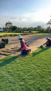 หญ้าแท้ 100% ตัดสดทุกวัน หญ้าสดใหม่ ส่งตรงถึงบ้าน! เหมาะสำหรับสนามหญ้าหน้าบ้าน สวน หรือใช้ปูพื้นที่ต่างๆ ทนทานต่อสภาพอากาศ และเติบโตได้ดีในทุกฤดู
