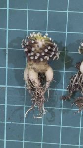 Mammillaria luethyi松针牡丹