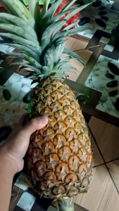 PAKET 12 BIBIT NANAS MADU SUBANG