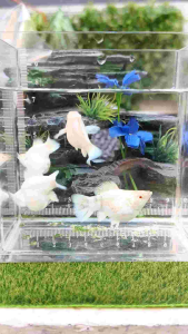 อาหารปลาบอลลูน*ปลาบอลลูนขาวแพลตตินั่ม