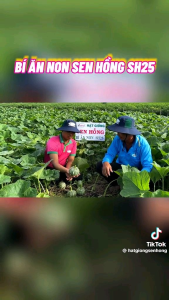 Hạt giống bí đỏ ăn non sh25 sen hồng gói 100 hạt. Thu Hoạch Bí Đỏ Sau 42 Ngày Cách Trồng Bí Đỏ Bò Giàn Và Bò Đất - Lazada