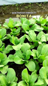 [COD] benih pokcoi / sawi daging / pakchoy / sawi sendok BONITA 10 gram (3.200 biji) Toleran Layu dan Akar Gada Benih Premium | Setipe nauli sawi flamingo