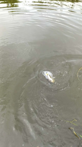 ปลายางตกปลาช่อนชะโด ราคา 95 บาทสุดคุ้ม(ปกติ110บ.)11cmน้ำหนัก13g.1ซอง 5ตัว มีตัวเบ็ด6/0