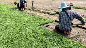 หญ้ามาเลเซีย หญ้าสดปูสนาม หญ้าจริง