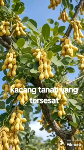 Selamat Datang Ditoko Kami Bibit Kacang Pohon 🌱Sudah Siap Ditanam Dataran Rendah Sampai Dataran Tinggi Kebutuhan Sinar Matahari Atau Dipot minimal Diameter 30-45 cm Media tanam: Tanah dan humus Penyiraman: Sehari 2x Pemupukan Silakan Dicekot