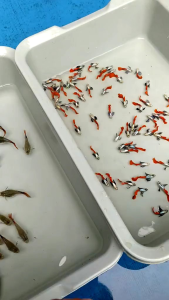 PAKET HEMAT PELET/PAKAN GUPPY PRTDE