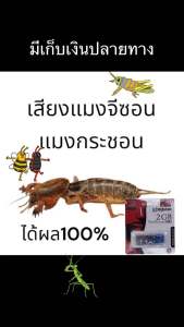 USB เสียงล่อแมงจีซอน แมงกระชอน ได้ผล100%