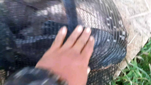 Pelet Aray Racikan Kasar Siap Pakai - Umpan Ikan Mas Ikan Bawal Ikan Patin Ikan Gurame Ikan Nila dan Ikan Mujair