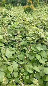 Biji/Benih Kacangan Pueraria Javanica ( PJ ) 500 Gr.