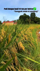 BENIH PADI CIBATU 06 unggul 10-12 per HK