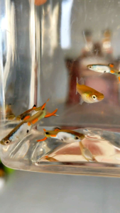 (pair) El Silverado Endlers Livebearer | Guppy | Peacock Fish