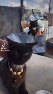 Pet Wet Tissue Cat Wet Wipes Eye Ear Grooming Tear Stain Remover Cleaning Wet Wipes Tisu Basah Cuci Mata Kucing