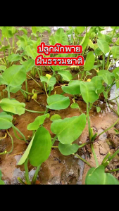 ผักพาย ก้านจอง ปลูกใส่อ่างปลา ใส่กระถางได้ ต้นละ 35 บาท 3 ต้น 100 บาท (ชุดเคลื่อนไหว)