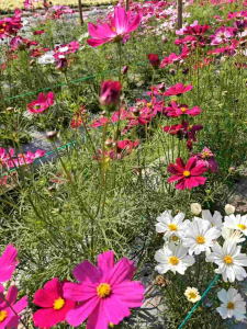 เมล็ดพันธุ์คอสมอส cosmos แฟนซี