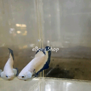 Blue Rim Halfmoon Plakat Betta