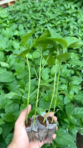 ( banyak pilihan ) bibit polybag cabe rawit setan super siap tanam mudah untuk tumbuh