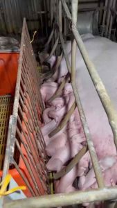 Sữa bột chuyên dụng cho heo nái heo con trâu bò dê cừu bê nghe - MILK LAC 1KG