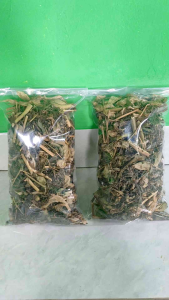 Daun Ciplukan kering Daun batang ciplukan Asli