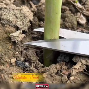 [Virladia Seeds] Biji Benih tanaman Asparagus Hijau