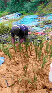 Promo 100 Batang Rumput Vetiver Akar wangi - Pencegah Erosi Atau Tanaman Anti Longsor
