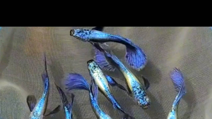 (Xả Trại) combo 10 tặng 2 bé cá 7 màu RỒNG TÍM size sinh sản trang trí hồ cá cảnhbắt theo cặp trống mái+Tặng Thức ănbảo hành vận chuyển toàn Quốc