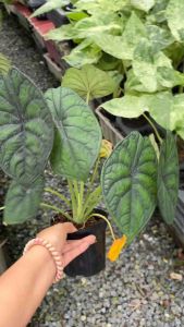 ต้นอโลคาเซีย ดราก้อน สเกล (Alocasia Dragon Scale) เป็นไม้ประดับที่มีถิ่นกำเนิดในป่าเขตร้อนของเกาะบอร์เนียว มีลักษณะเด่นที่ใบหนา สีเขียวเงินเงางาม มีเส้นใบและลายใบสีเข้มที่คมชัดคล้ายหินแกะสลัก หรือเกล็ดมังกร การดูแลควรให้แสงสว่างรำไร หลีกเลี่ยงแดดจัด ชอบคว