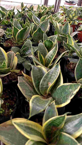 Snake dwarf w/fertilizer