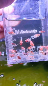 อาหารปลาบอลลูนเรดเฮดอายุ1เดือน