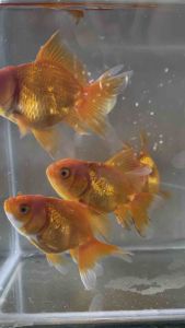 Red Goldfish 1.5-2 inches (3-4 cm) Size /Fish For Aquarium